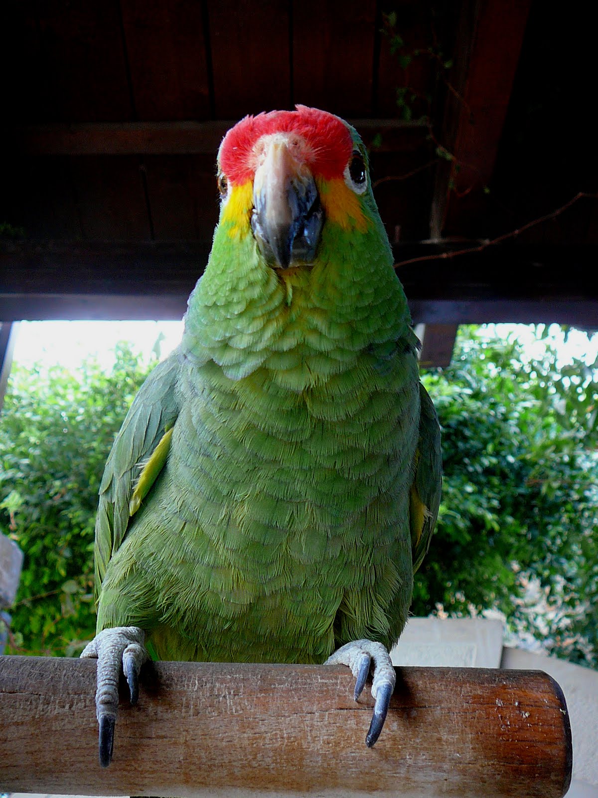 Amoudara
