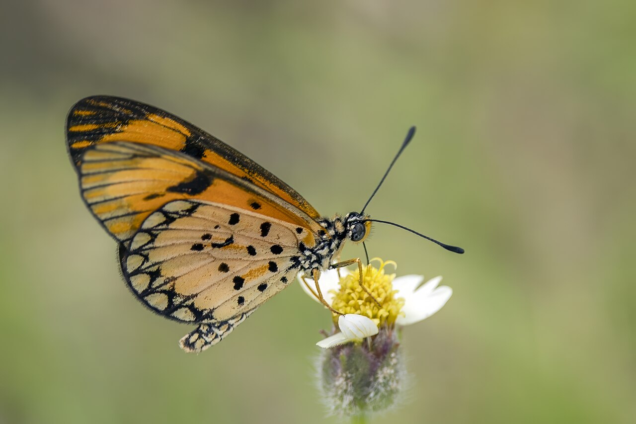 Foto fra Mosambik – Dancing acraea (Acraea serena) underside Maputo