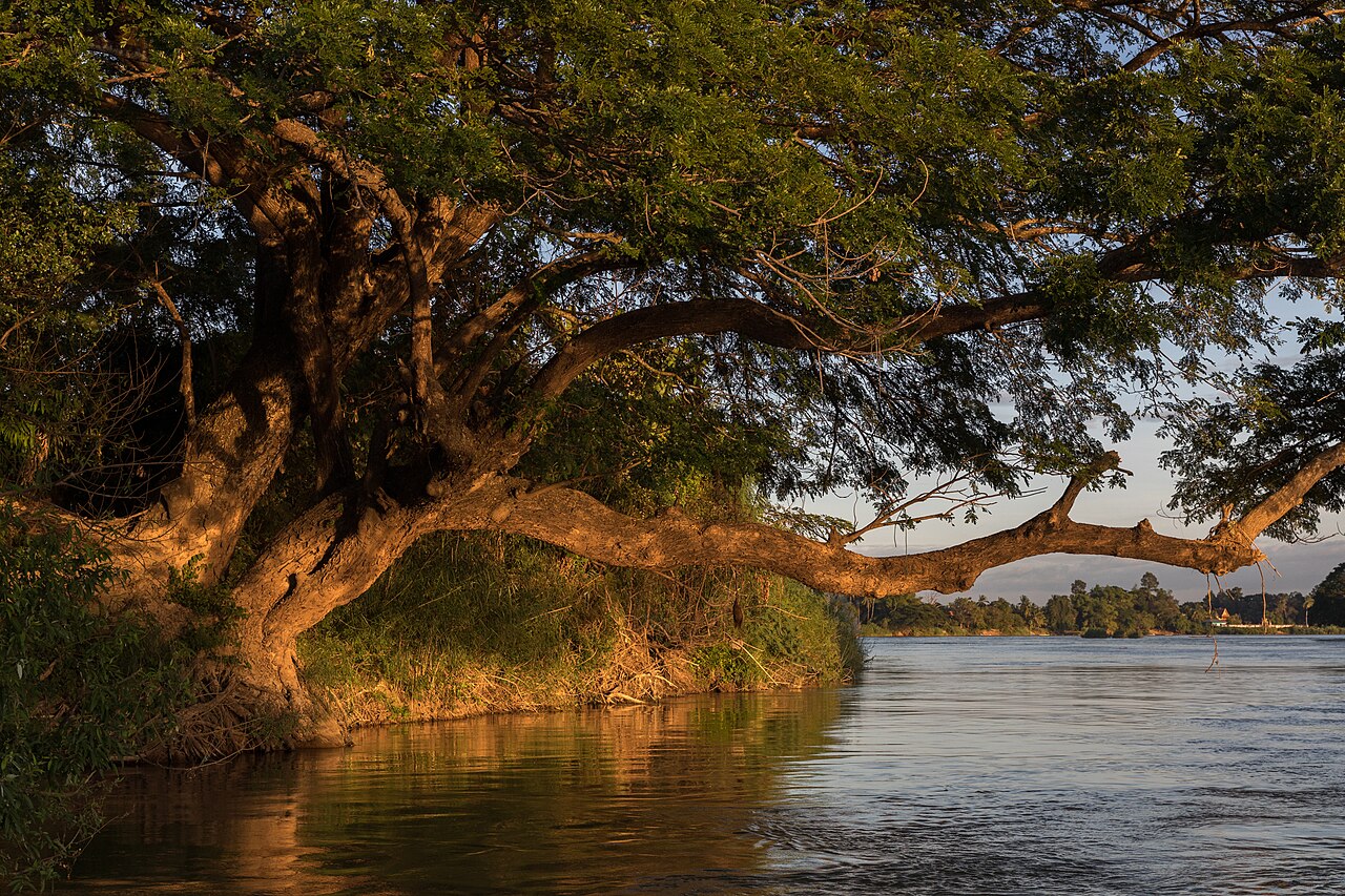 Foto fra Laos: Albizia saman trunk leaning over the water on a Mekong bank in sunshine at golde