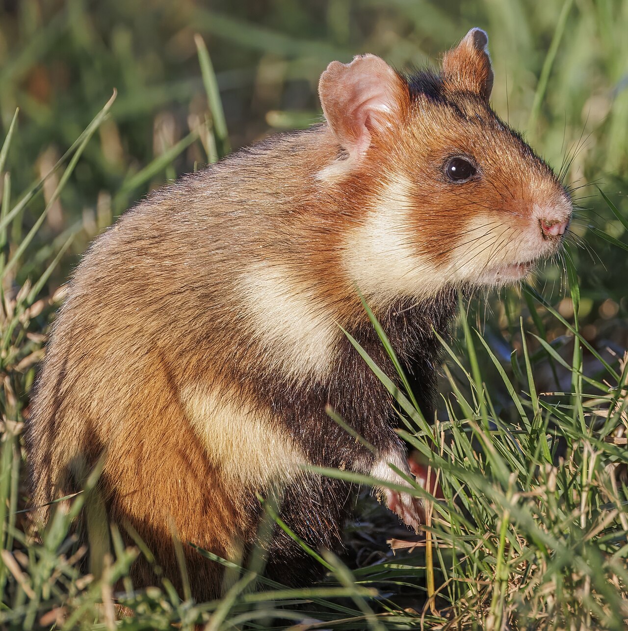 Foto fra Østerrike – Cricetus cricetus Austria 4