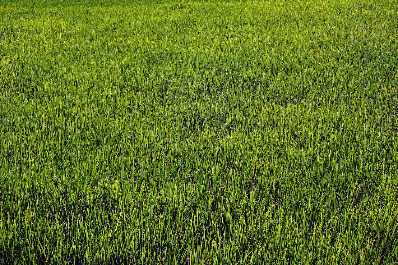 Foto fra Myanmar – Hpa An rice fields 3