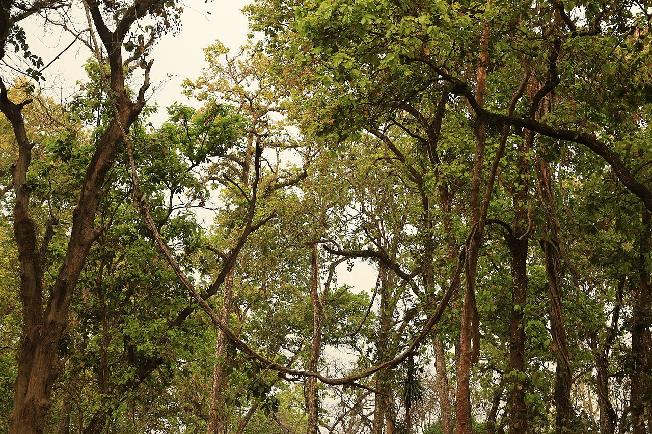 Foto fra Royal Chitwan, Nepal: -04-05 Chitwan National Park Bufferzone, Nepal. Trees and Vines 5984