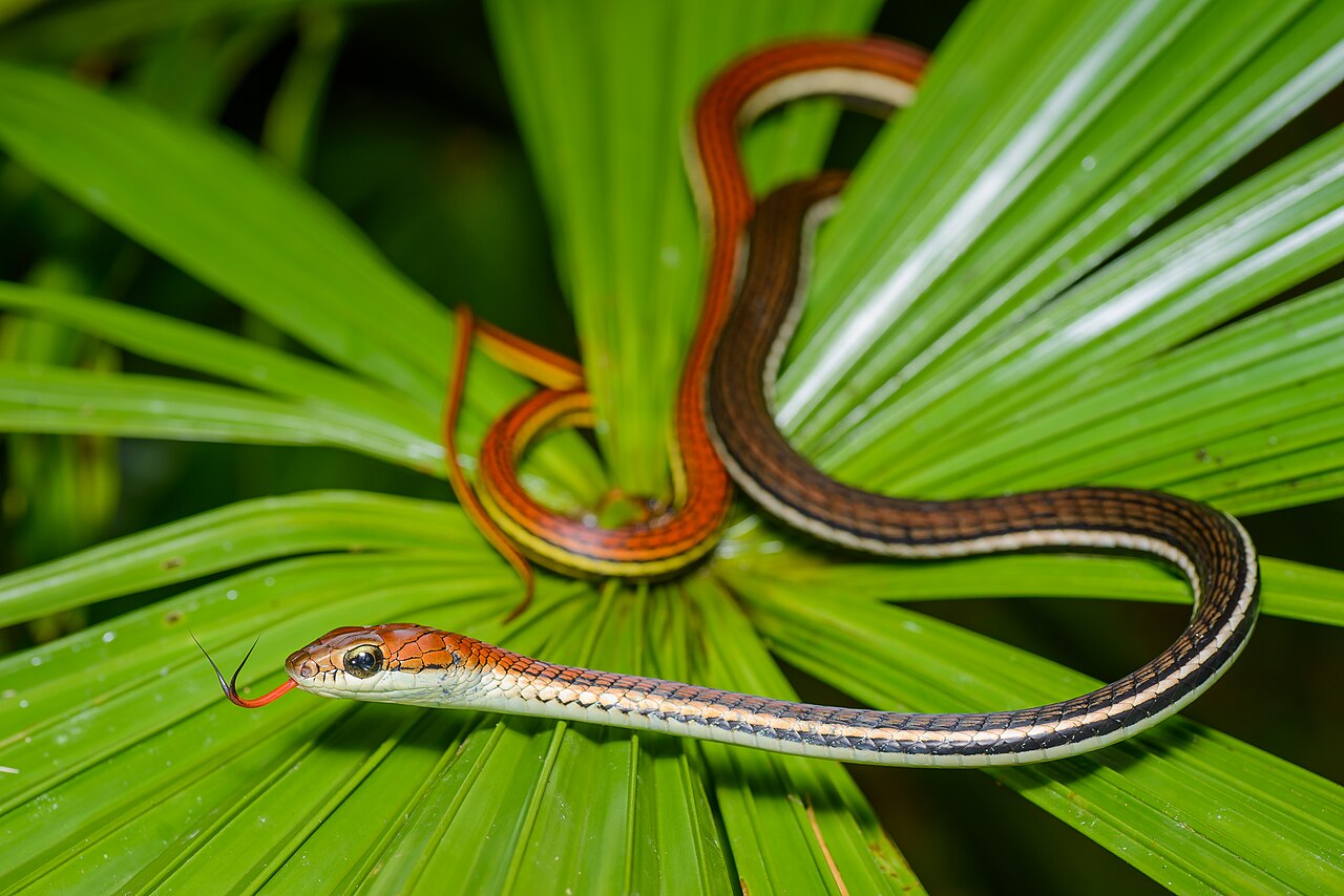 Foto fra Thailand – Dendrelaphis caudolineatus, striped bronzeback