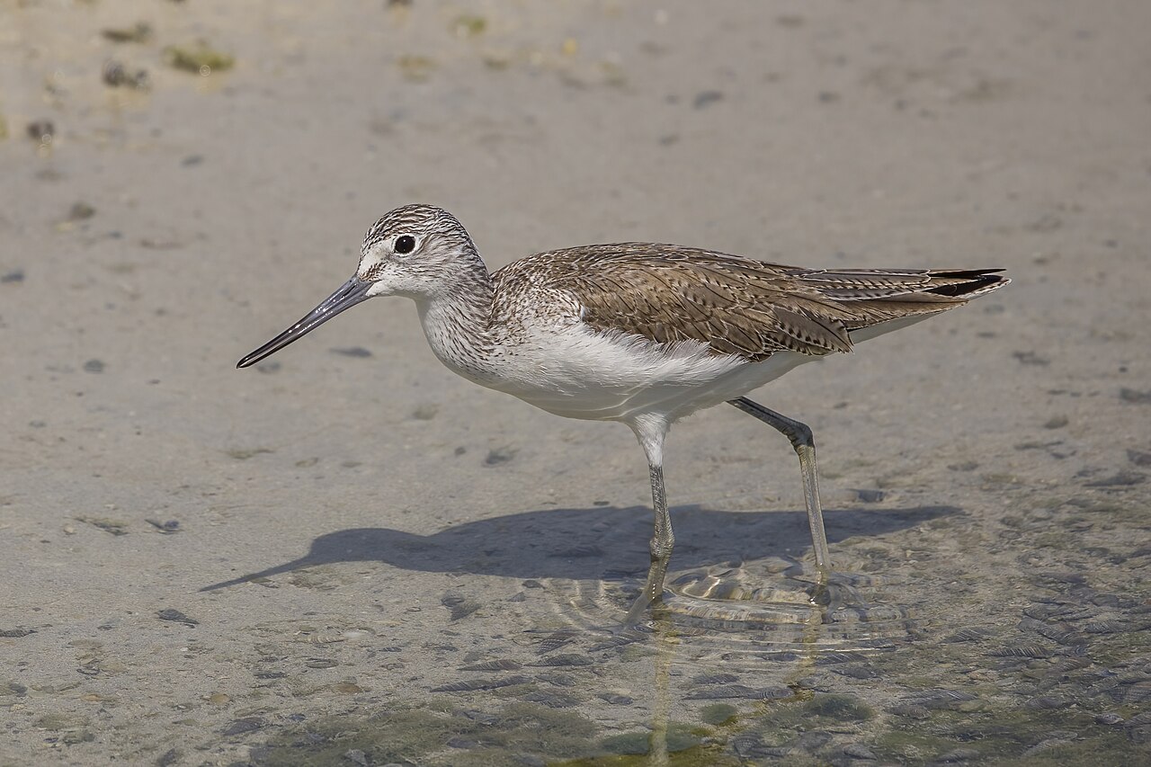 Foto fra Bahrain – Common greenshank (Tringa nebularia) Bahrain