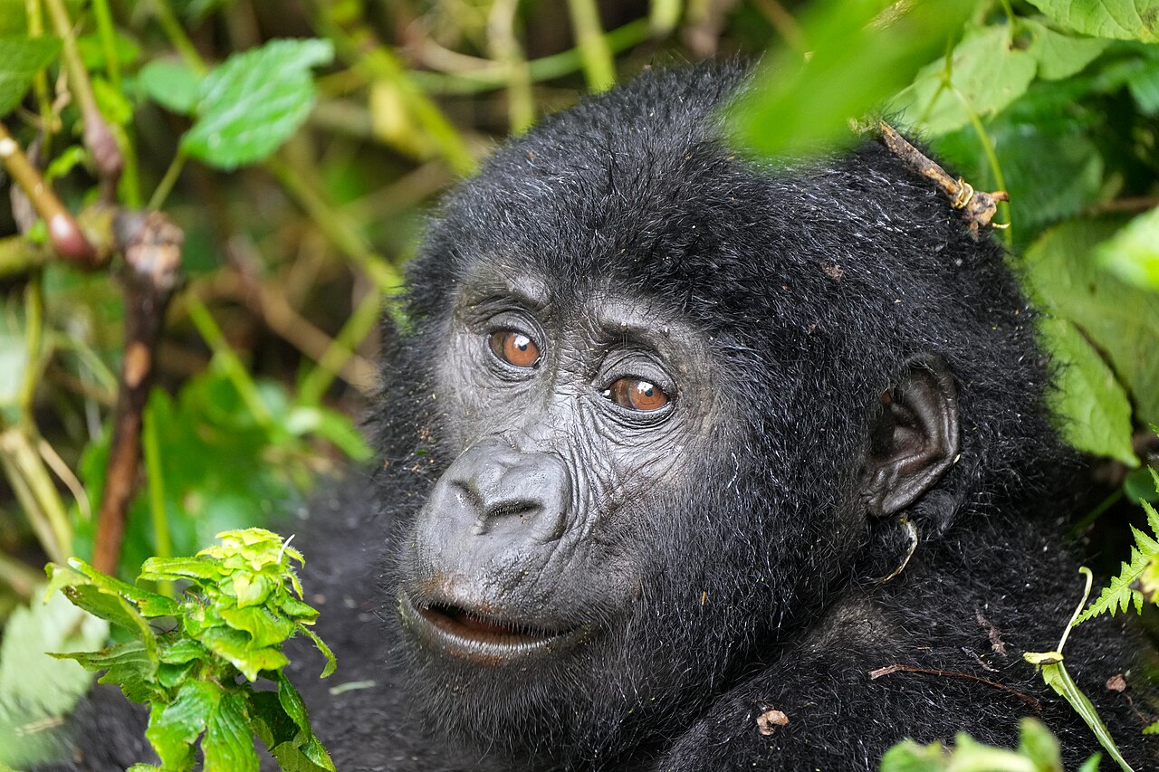 Foto fra Bwindi Nasjonalpark, Uganda: 067 Mountain gorilla at Bwindi Impenetrable Forest National Park