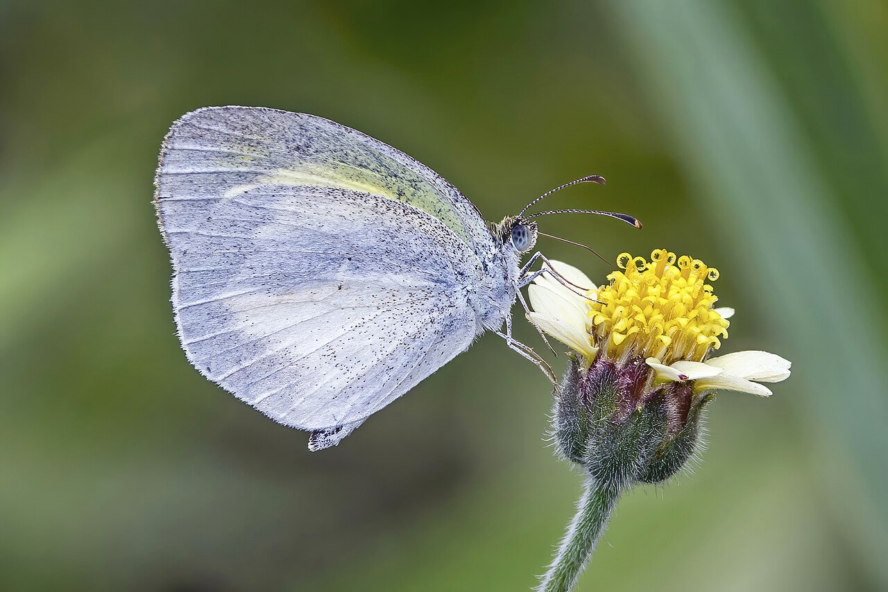 Foto fra Honduras – Barred yellow (Eurema daira eugenia) underside Honduras