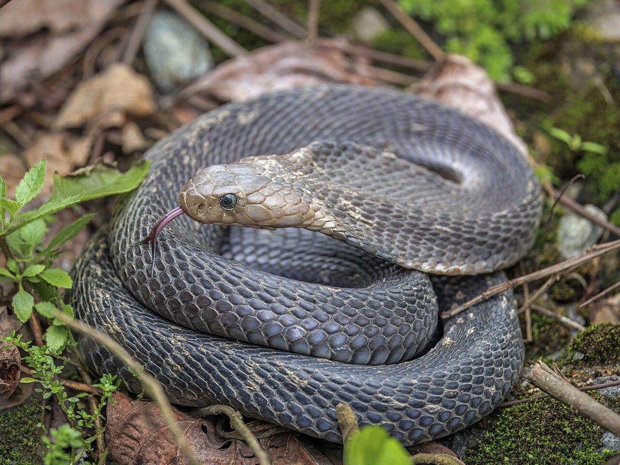 Foto fra Vietnam – King cobra (Ophiophagus hannah) Bach Ma 2