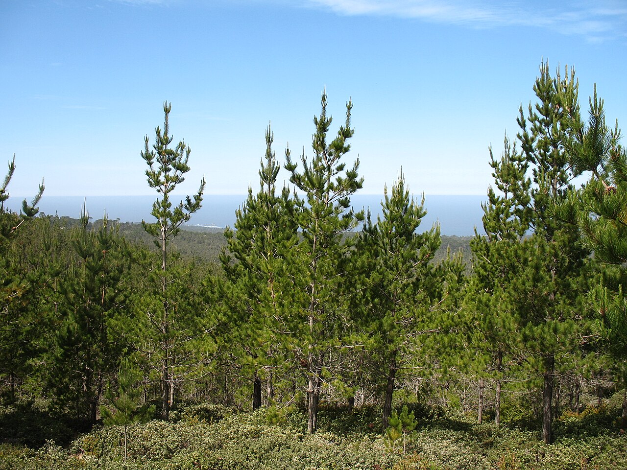 Foto fra Baja California, Mexico – Pinus radiata HuckleberryHill1