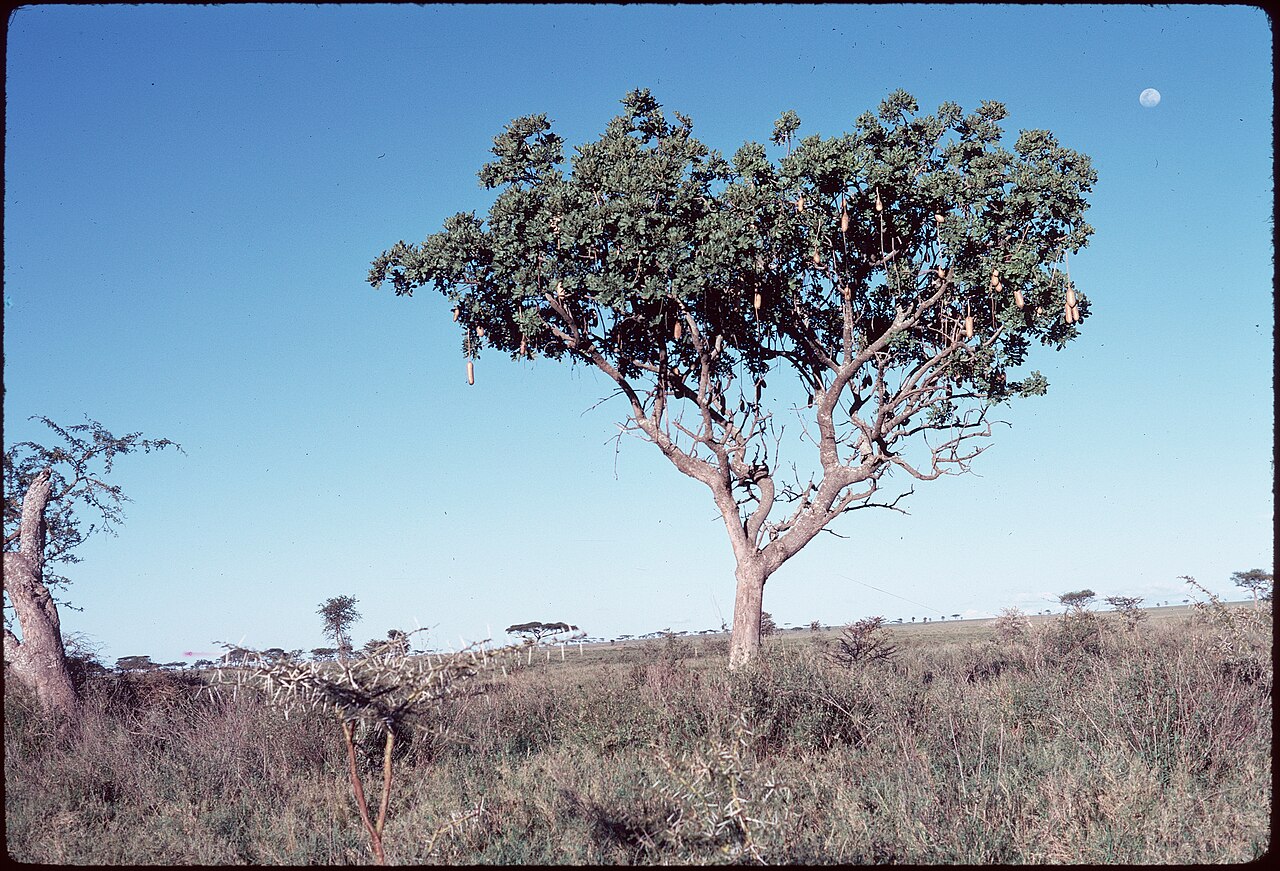 Serengeti Nasjonalpark