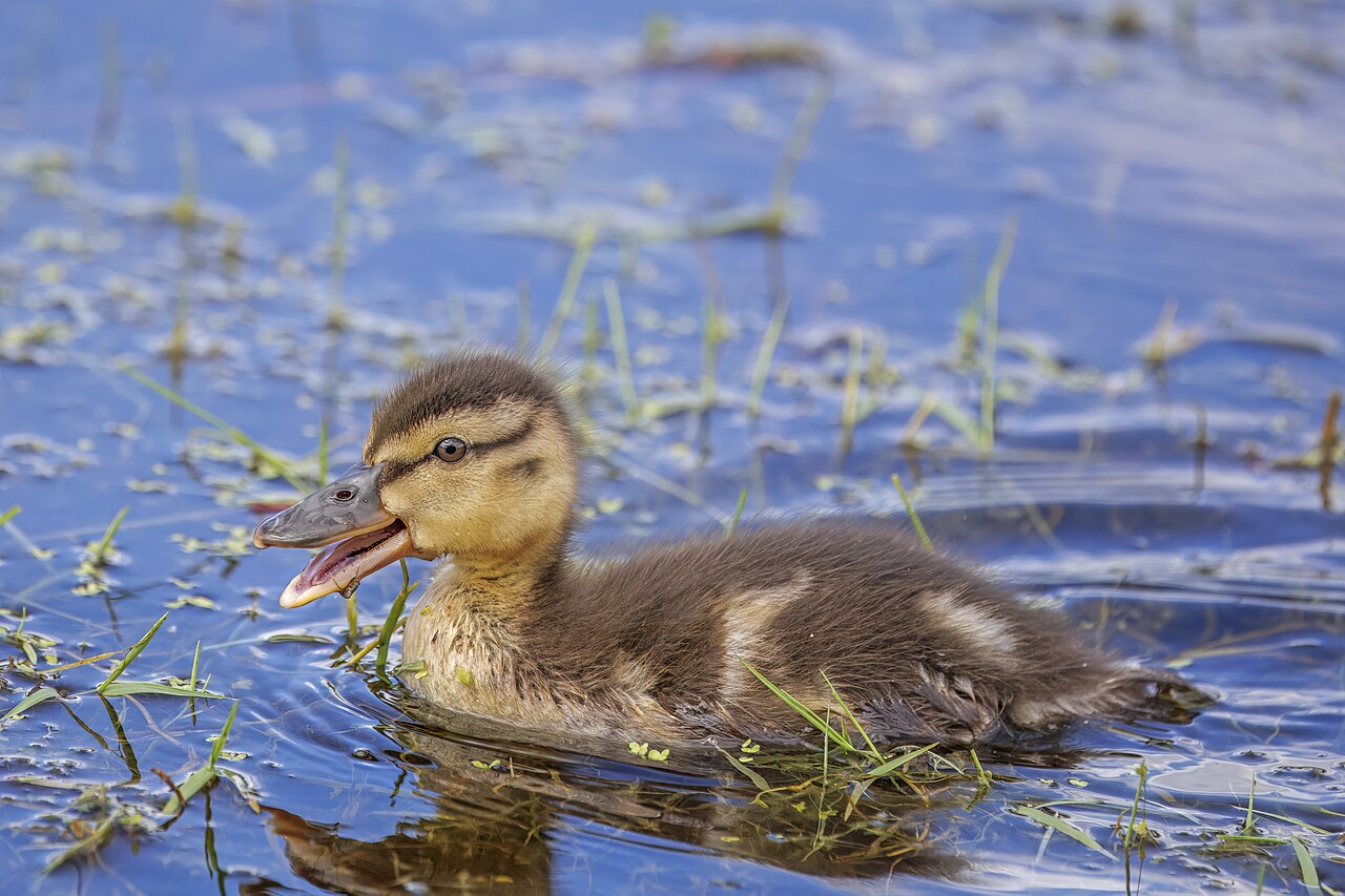 Foto fra Danmark – Mallard (Anas platyrhynchos) chick Denmark