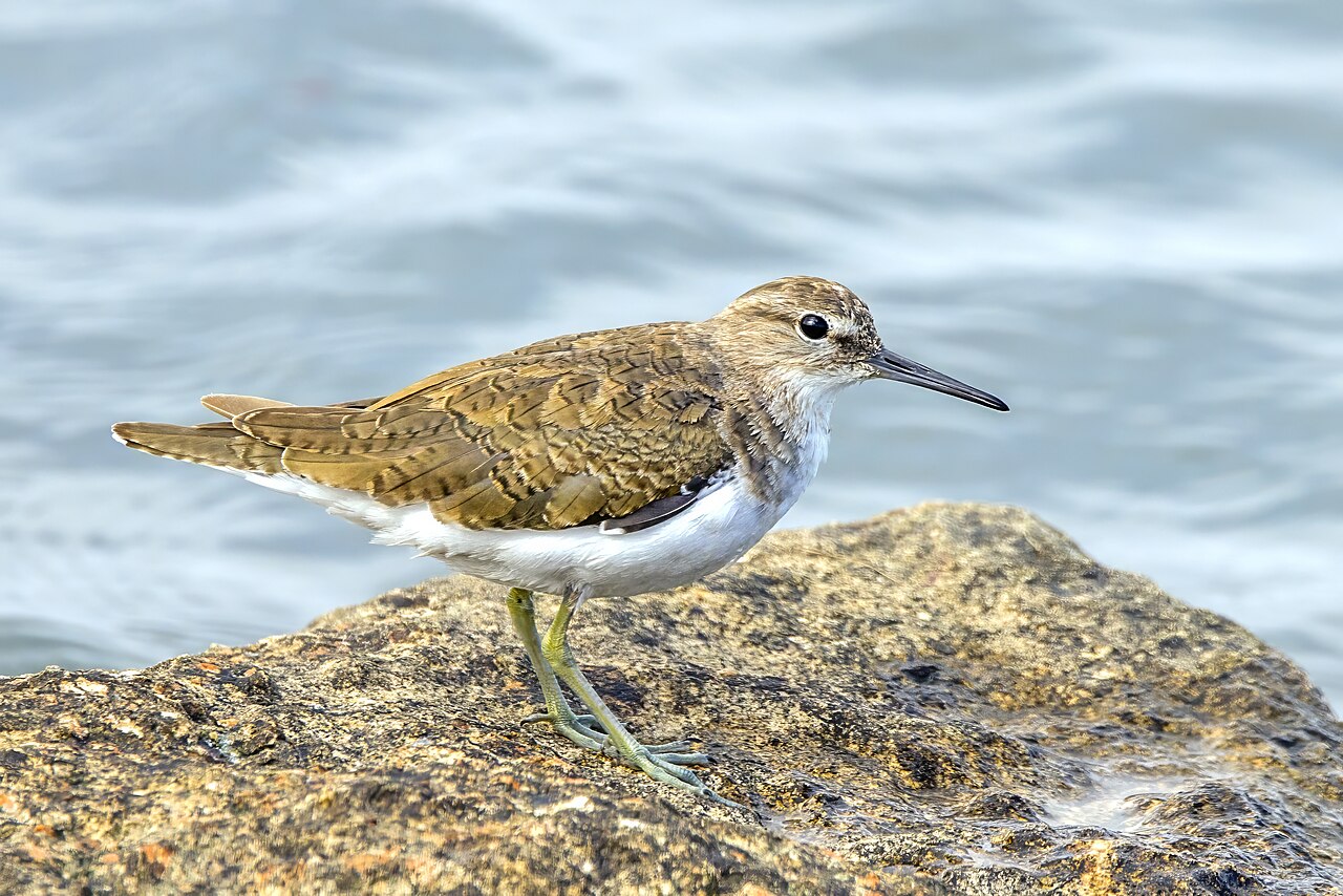 Foto fra Tunisia – Common Sandpiper (Actitis hypoleucos), Sfax, Tunisia