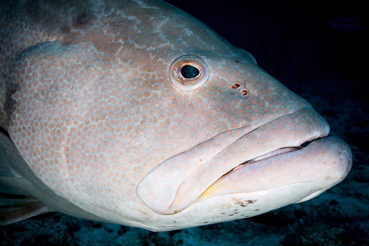 Foto fra Cuba: , cuba, jardines aggressor, finca de pepe, yellowfin grouper