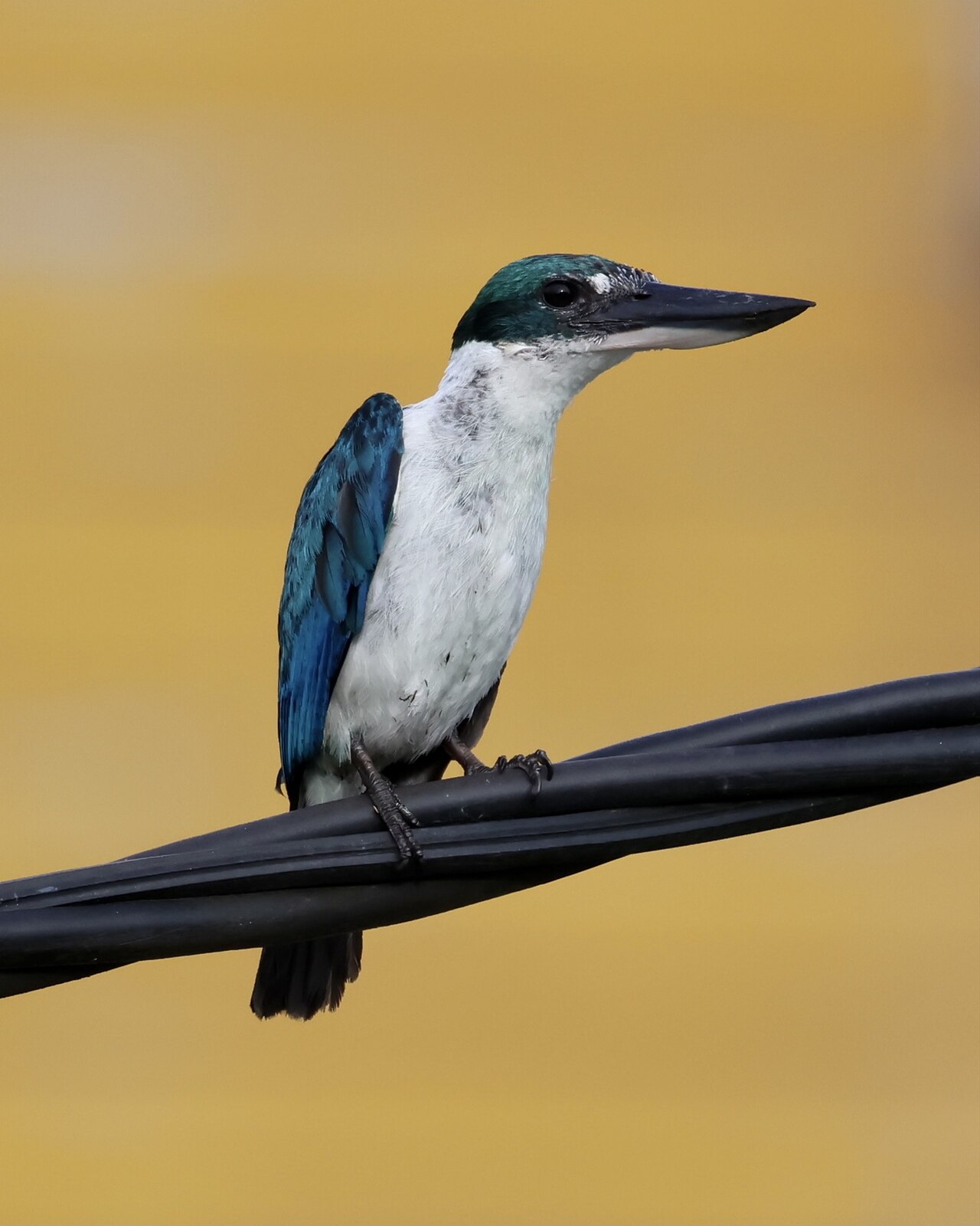 Foto fra Brunei – Todiramphus chloris (Brunei) 02