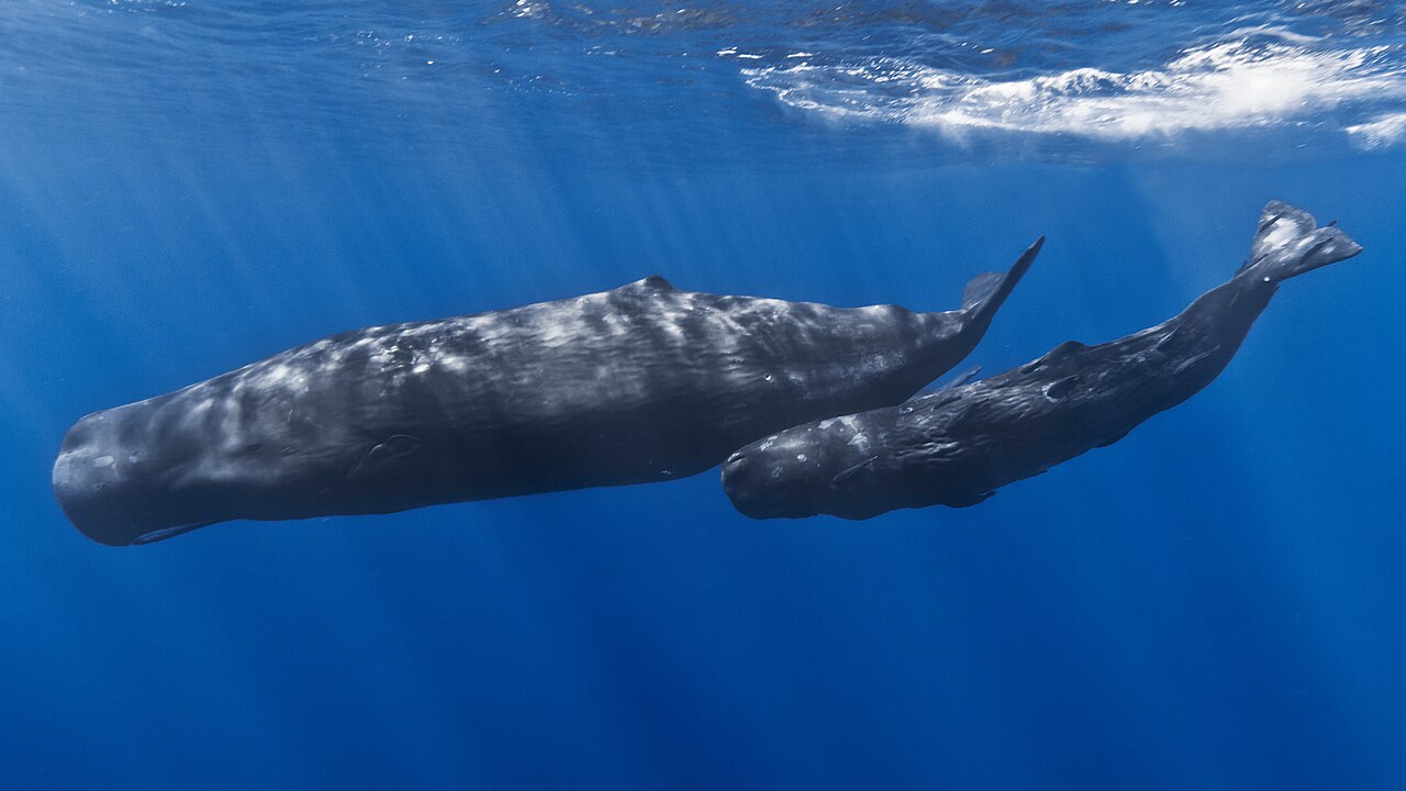 Foto fra Mauritius – Mother and baby sperm whale