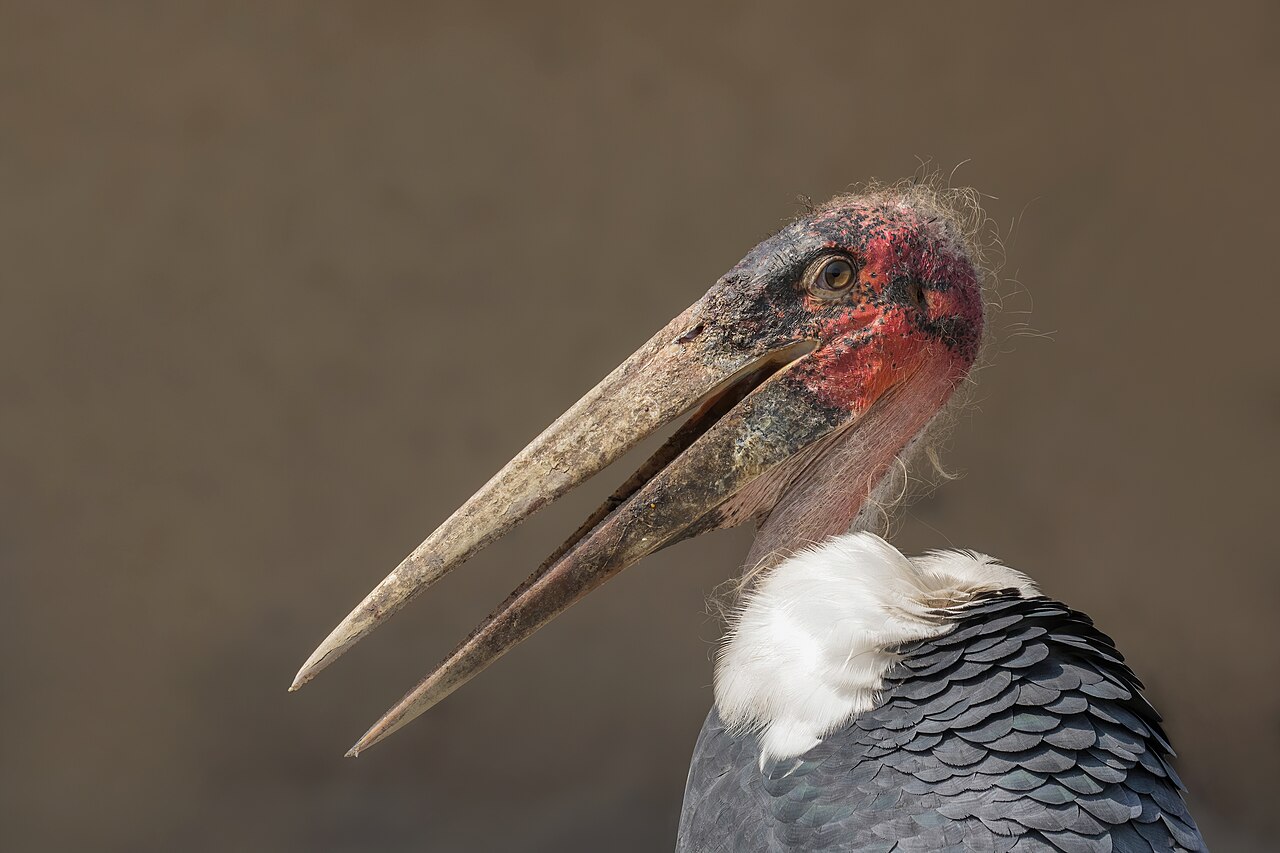 Foto fra Uganda – Marabou stork (Leptoptilos crumenifer) head