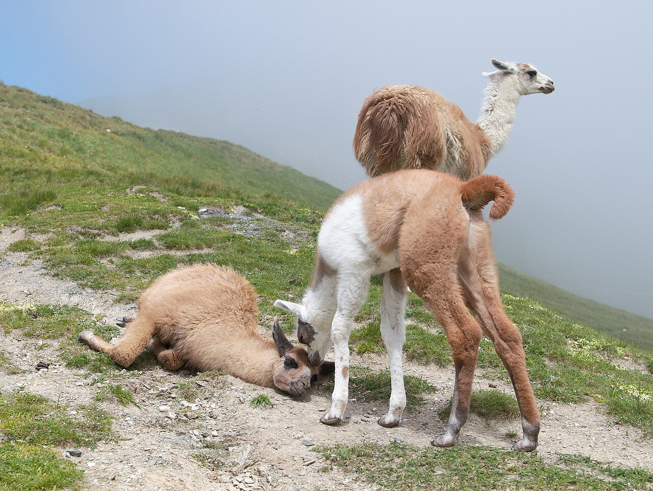 Foto fra Frankrike – Lama 3 Luc Viatour