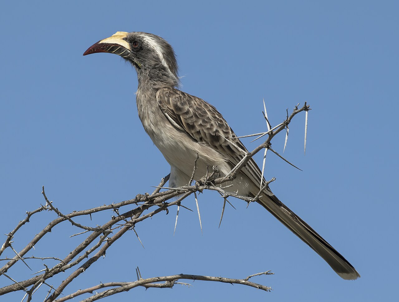 Foto fra Namibia – African Grey Hornbill (Lophoceros nasutus epirhinus) female