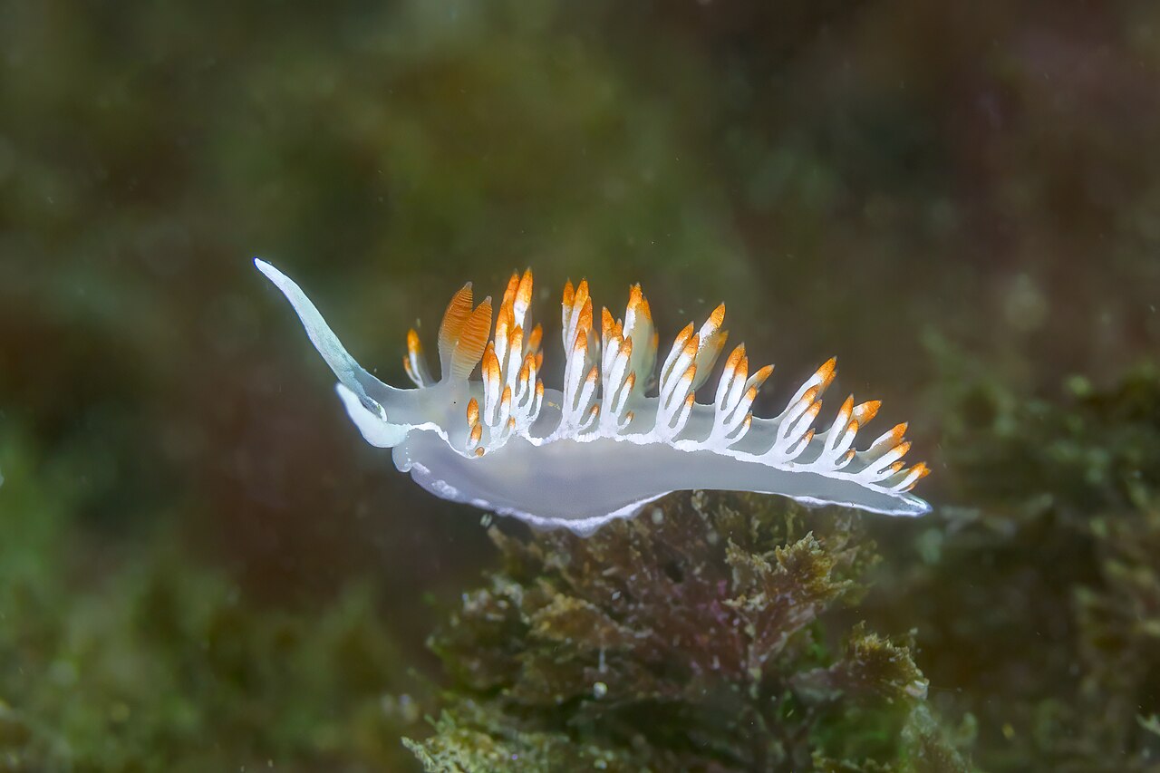 Foto fra Portugal: Babosa de mar (Flabellina babai), Parque natural de la Arrábida, Portugal, -07-2