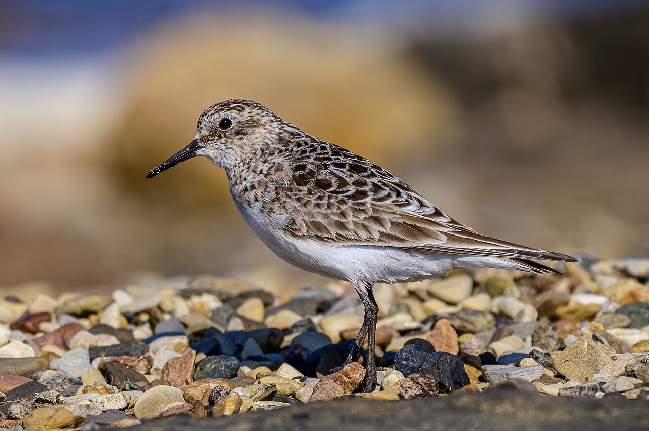 Foto fra Canada – Baird's sandpiper (Calidris bairdii) 01