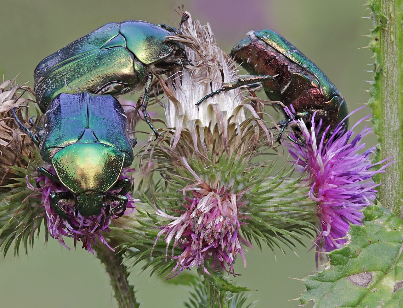 Foto fra Ungarn – Rose chafers (Cetonia aurata) on thistle (Carduus sp.)