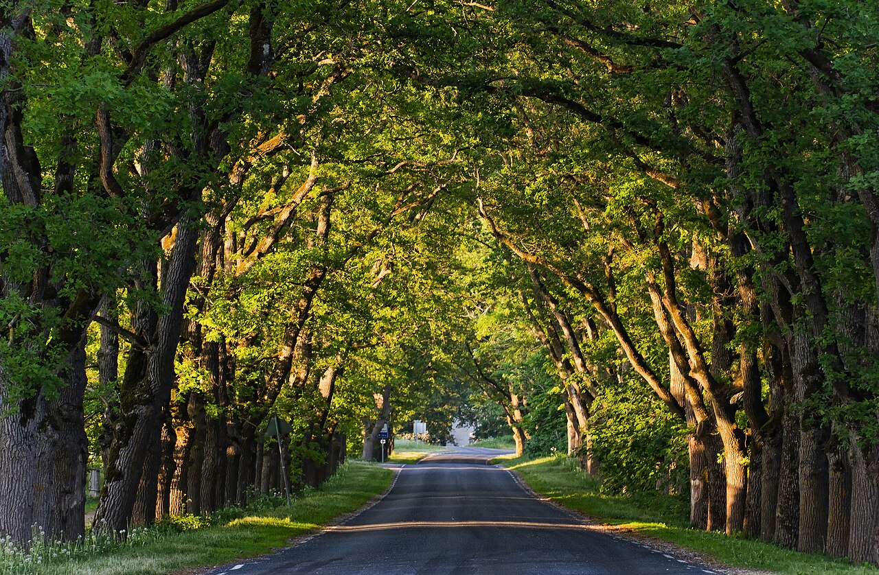 Foto fra Hiiumaa, Estland – 23623 Suuremõisa mõisa allee