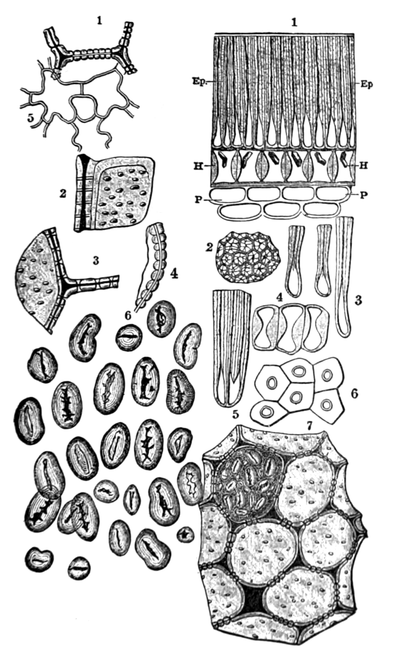 Foto fra Innledning, Monaco – An introduction to pharmacognosy p251
