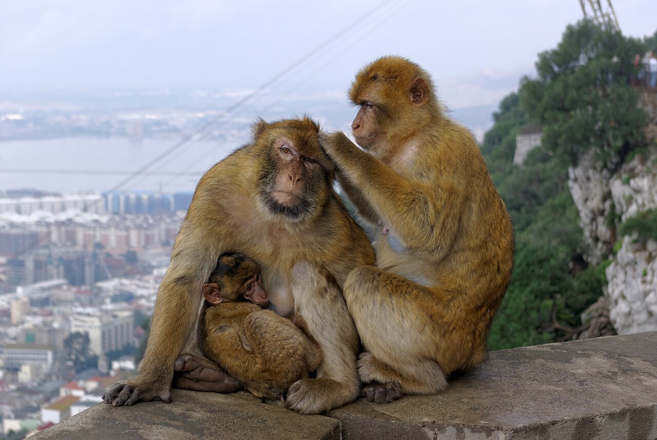 Foto fra Gibraltar – Gibraltar Barbary Macaques BW -10-26 14-07-28